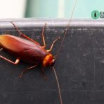 Home Remedies for Cockroach Treatment